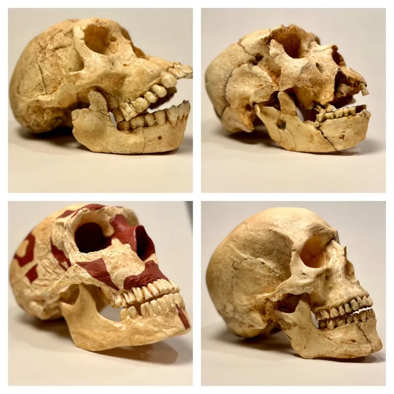 Servicios Arqueología